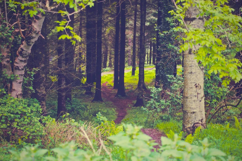 a trail is surrounded by tall trees in the woods