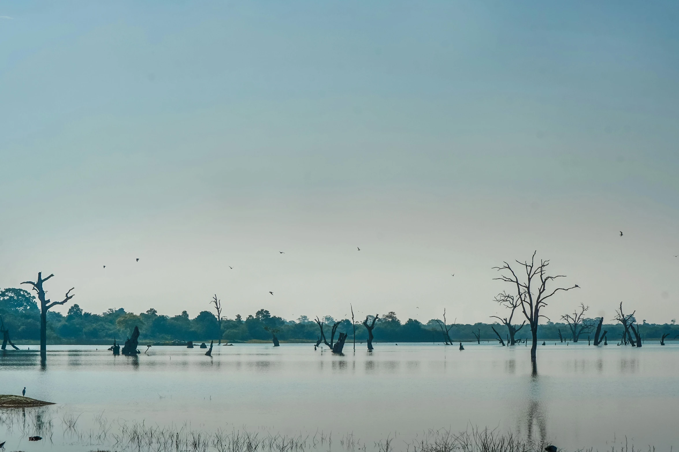 a swampy pond is pictured with many dead trees