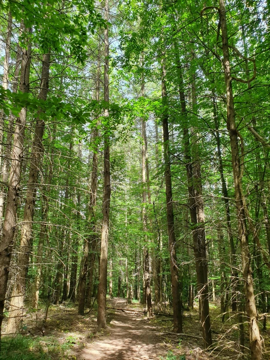 many large trees growing in a dirt and grass forest