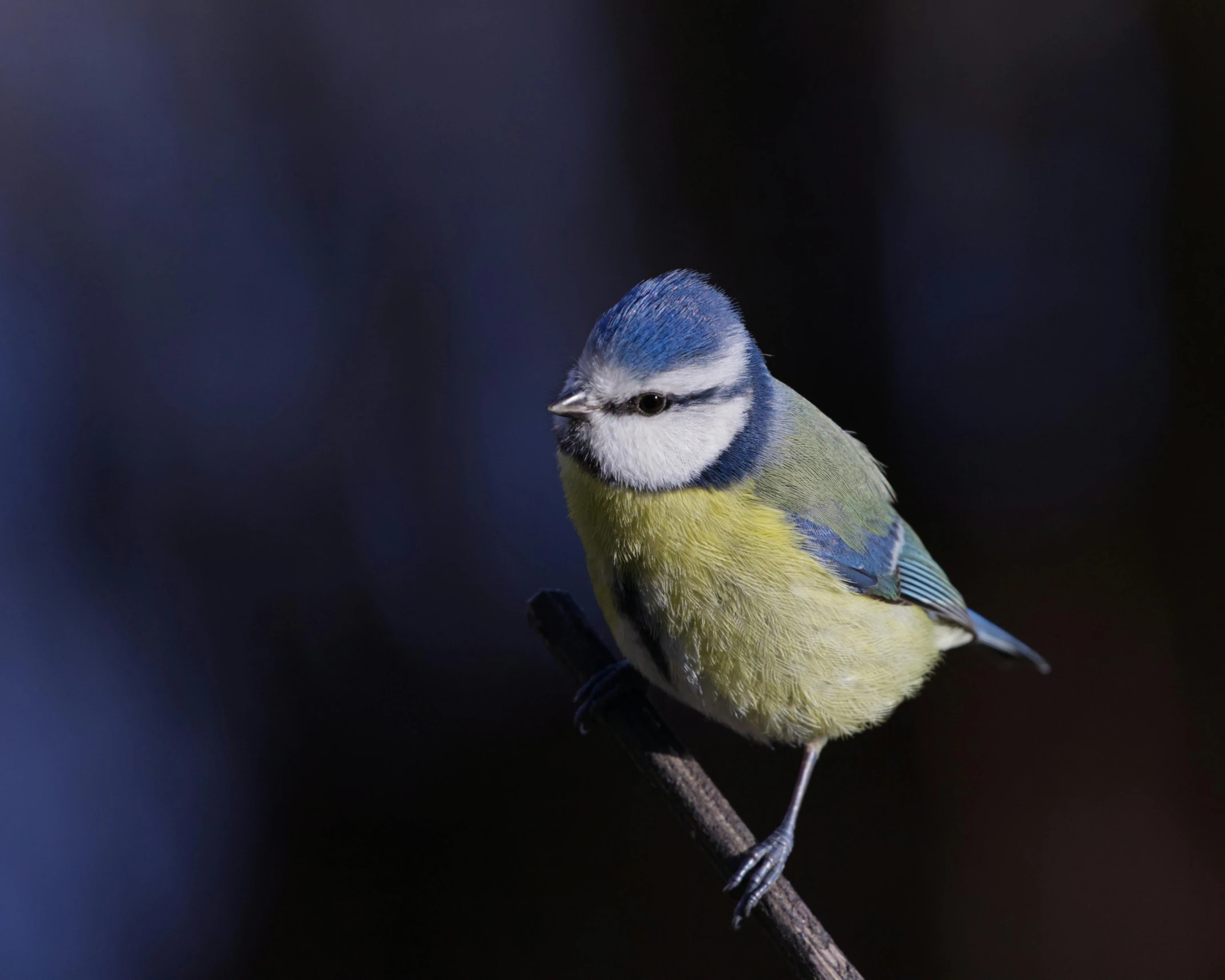 a small blue and green bird perched on a stick