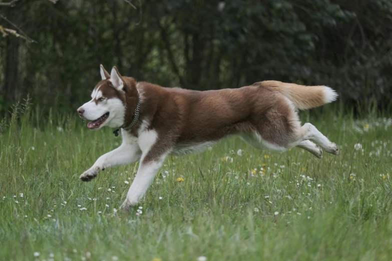 a dog that is running through some grass