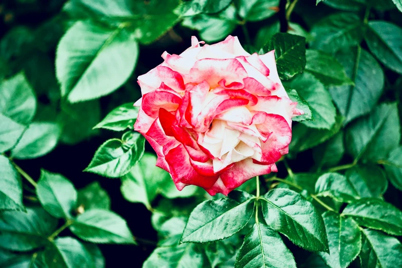 a red and white rose on the bush