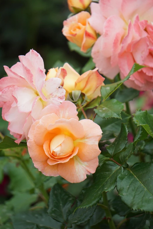 several peach colored flowers in a garden