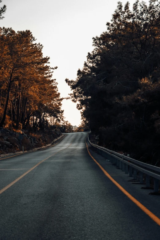 a long empty street with lots of trees