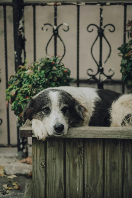 a dog is laying on top of a potted plant