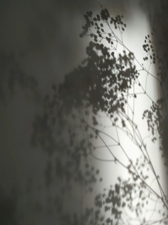 a shadow of some plants on a wall