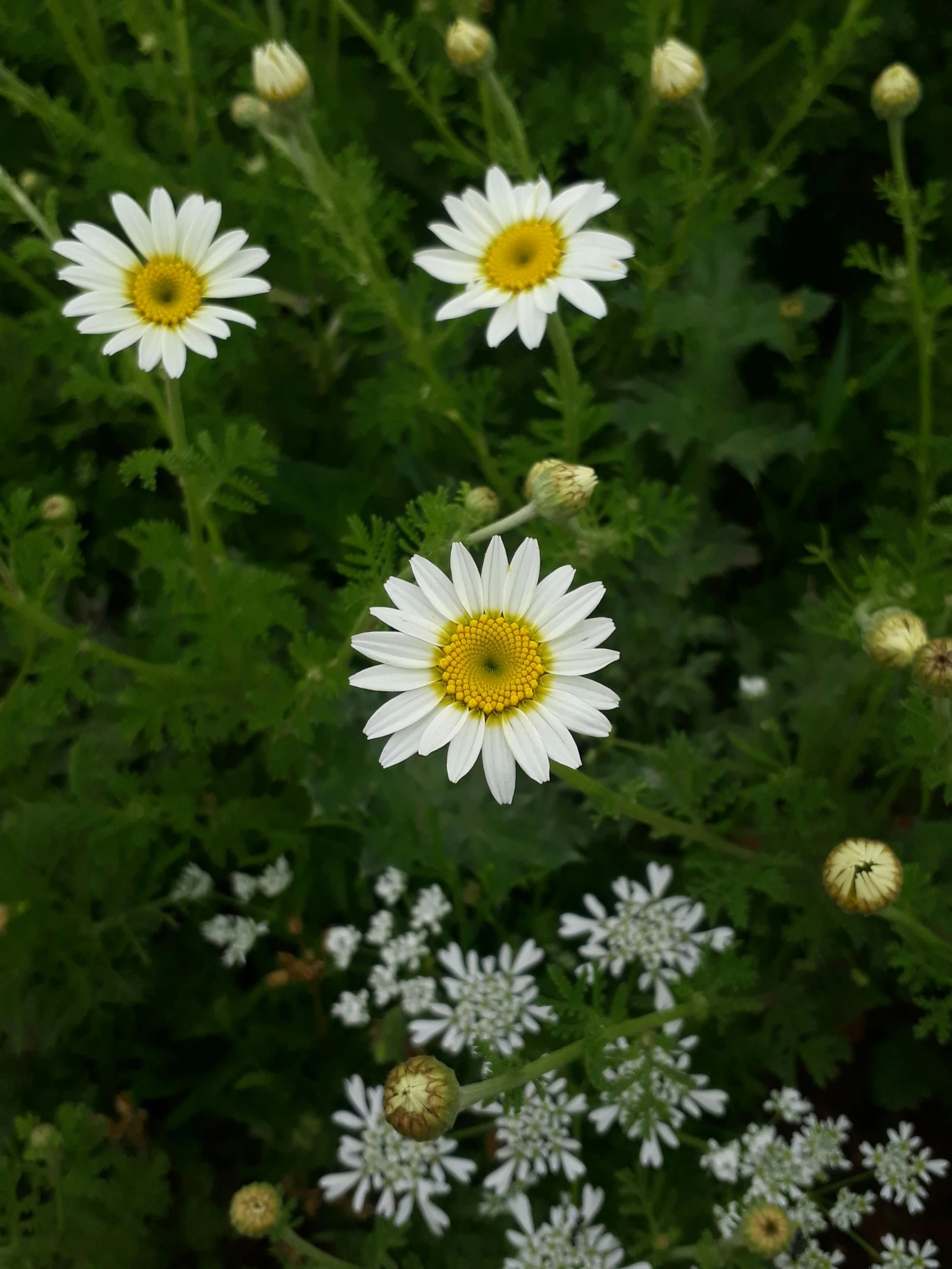 white flowers with yellow centers in a field