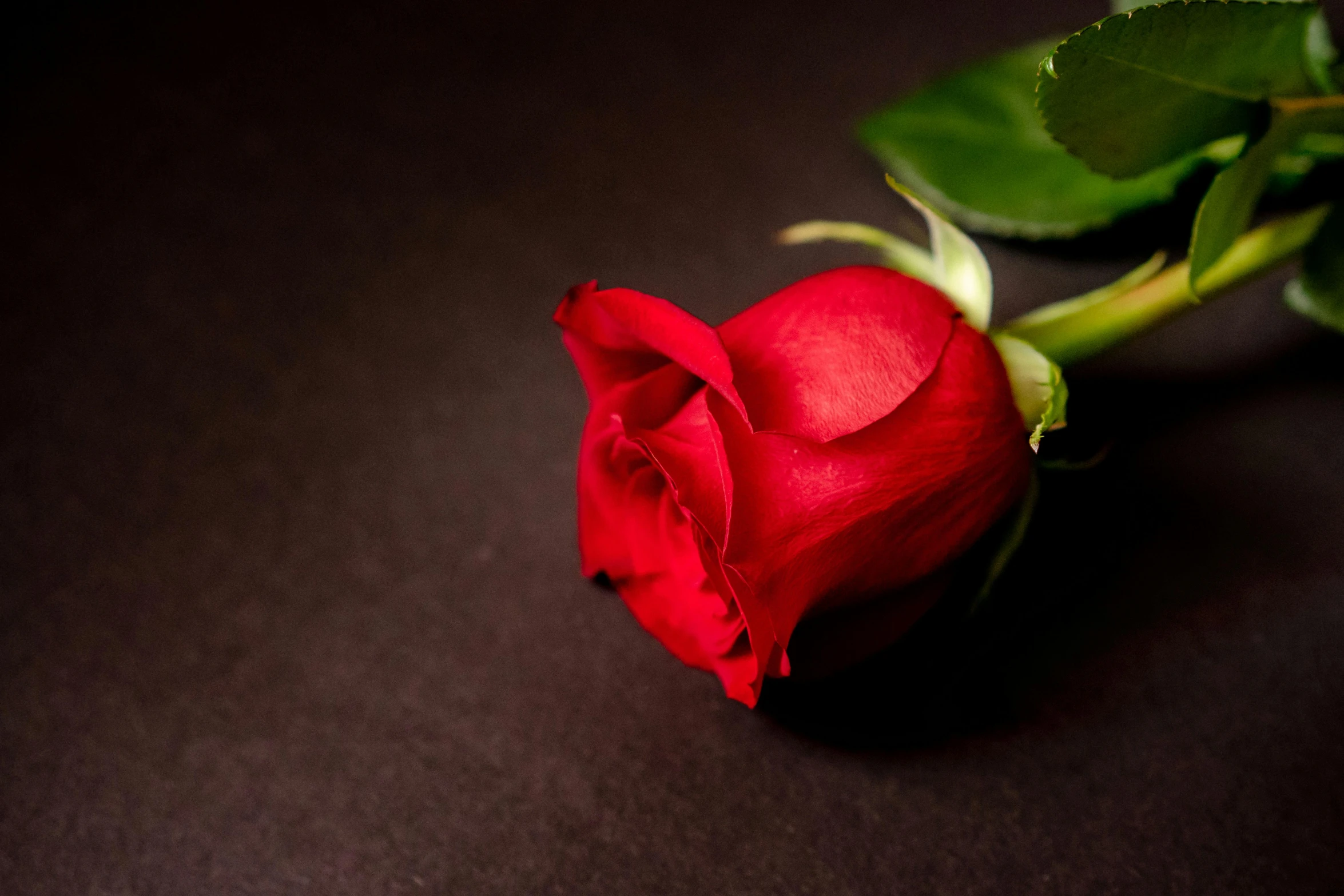 a single red rose sitting on top of a dark surface