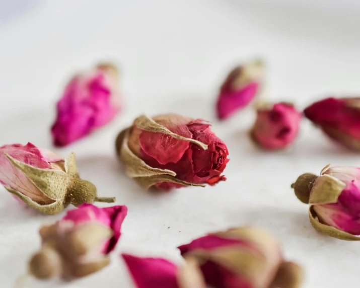 pink flowers that have been opened on white background