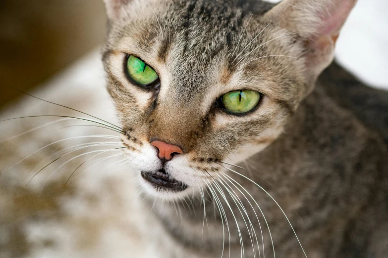 a cat with green eyes and green eyes looks forward
