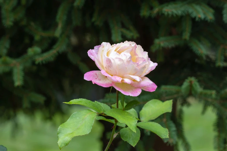 a very pretty pink flower with leaves in the middle