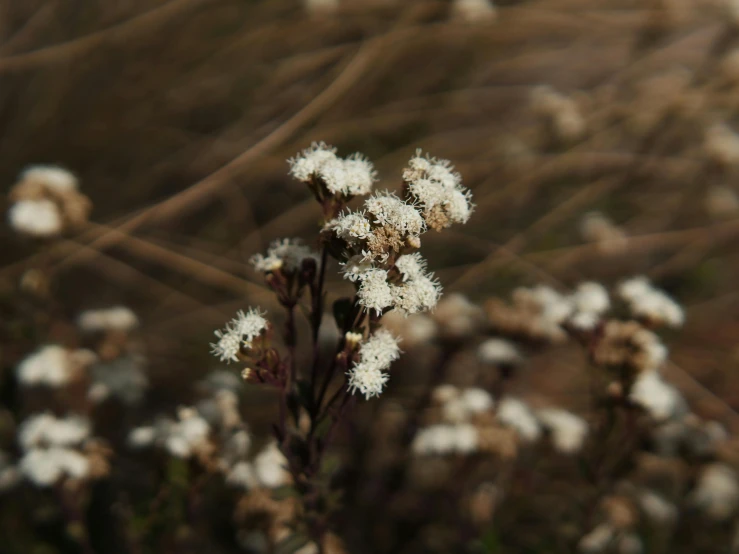 a small flower sitting next to some green grass