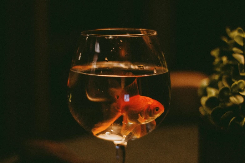 fish inside a glass next to plants and potted pot