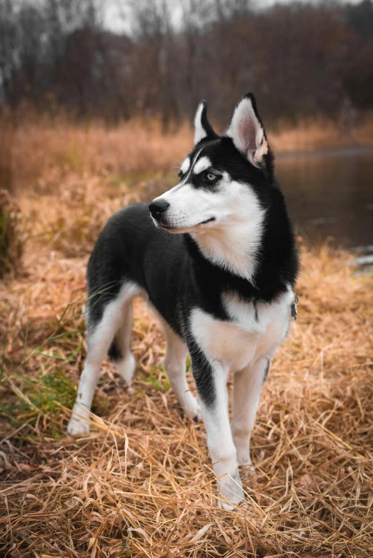 a close up of a dog on a field near water