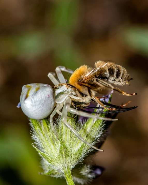 two bees on a flower with the first one in front of them