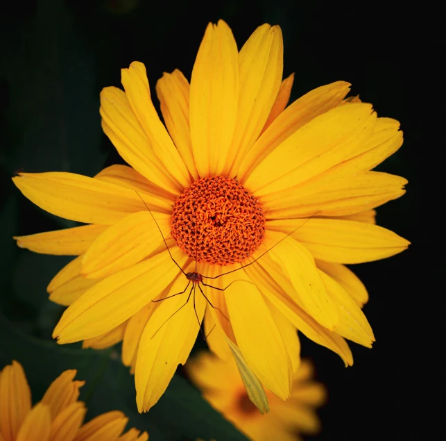 a yellow flower with orange center sits next to another flower