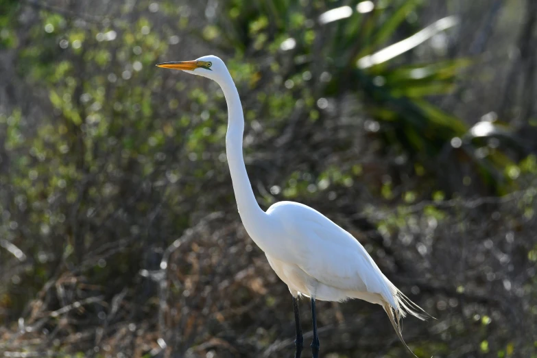 a large white bird stands next to the woods