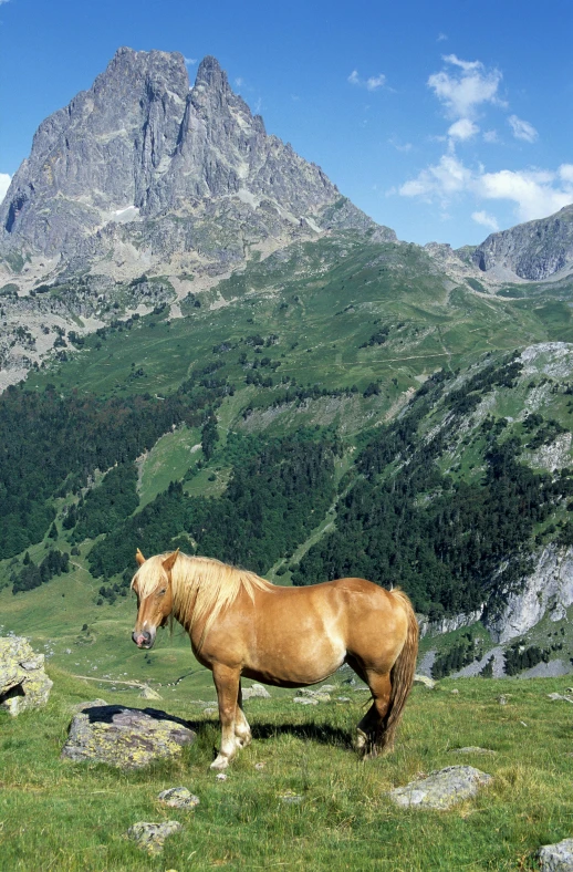 a horse stands in a mountainous area of grass