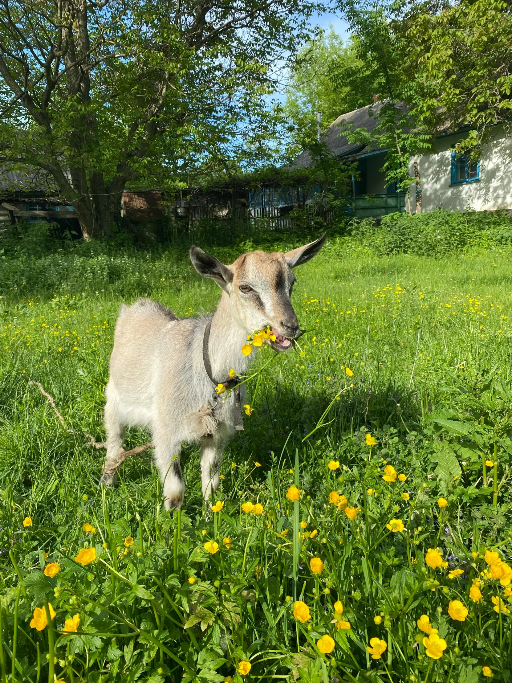 an image of a baby goat with dandelions