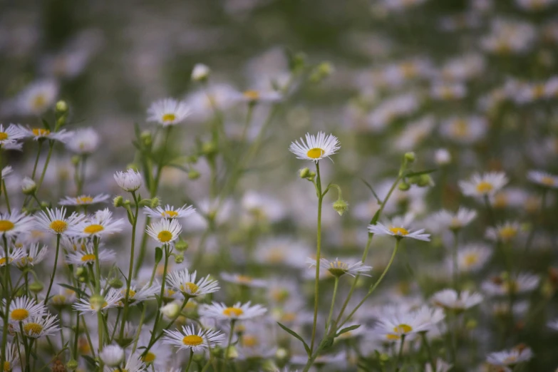 a bed of flowers sitting on top of a lush green field