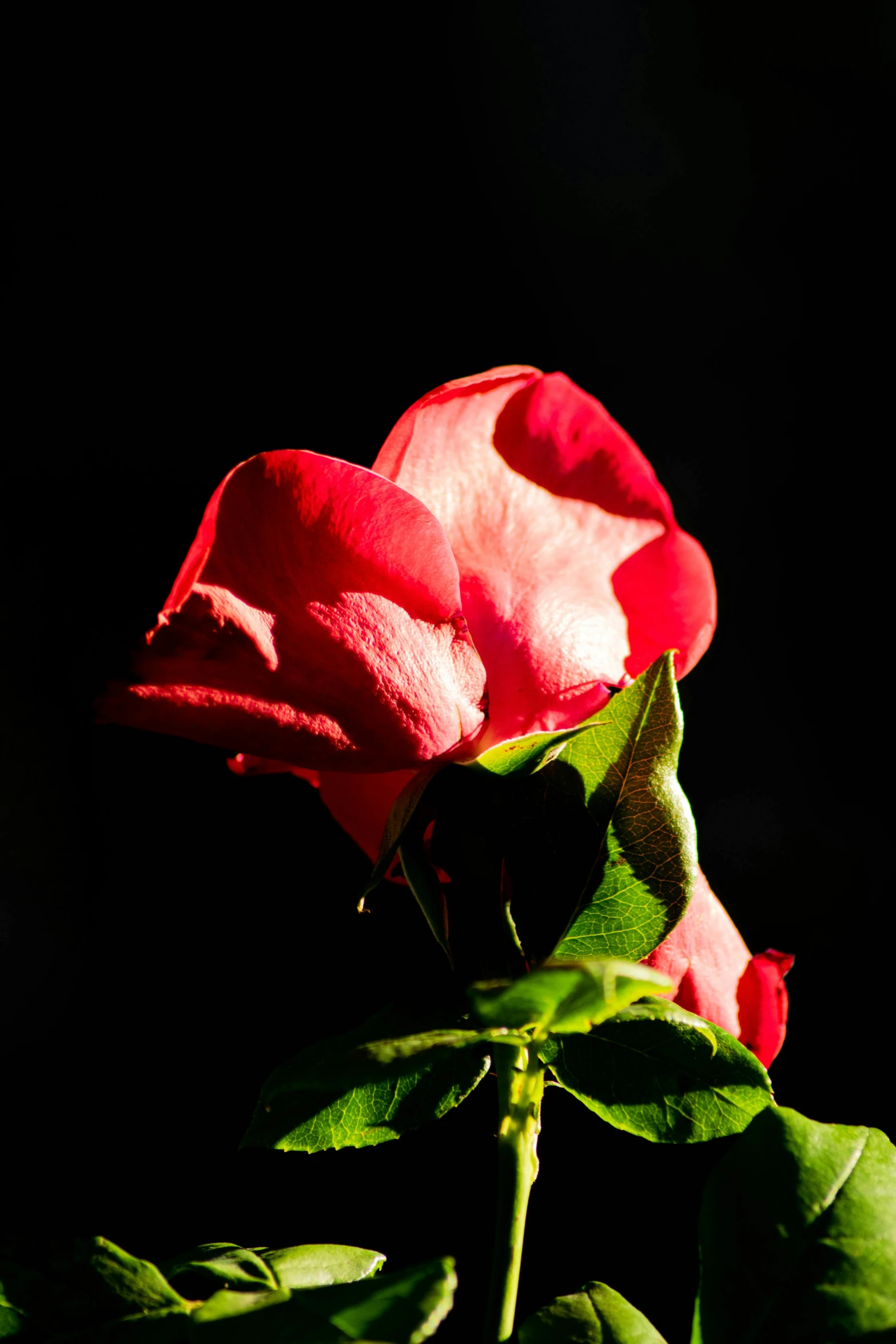 two pink flowers that are blooming next to each other