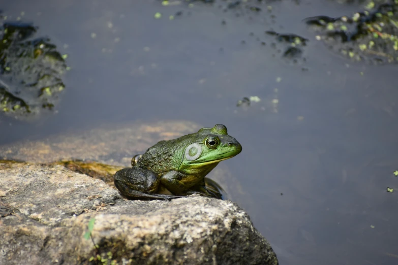 the frog has spots on it's back legs