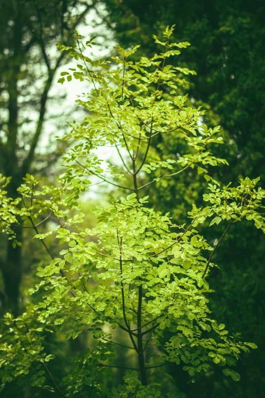 a green tree in front of some trees