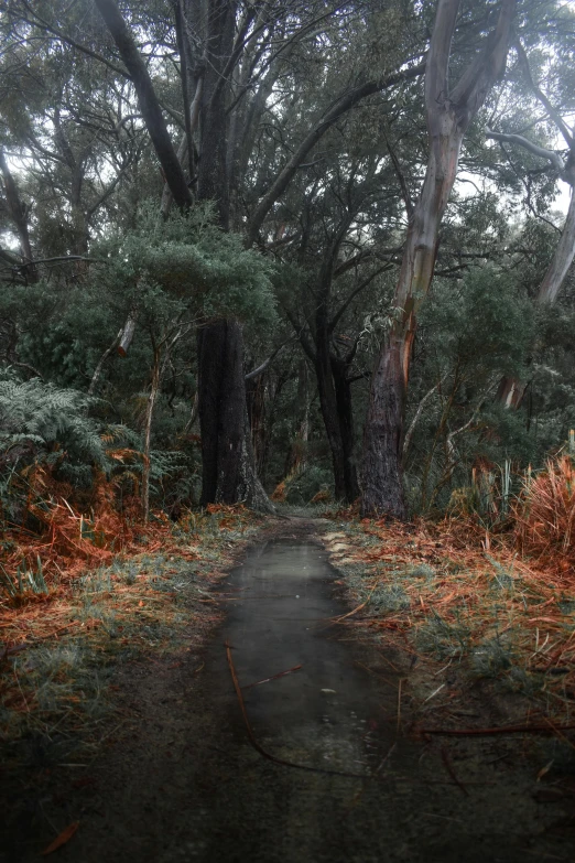 a narrow path in the middle of an area full of trees