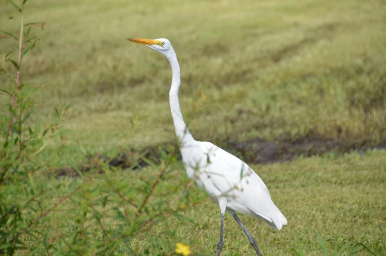 a white bird stands in a green grass field