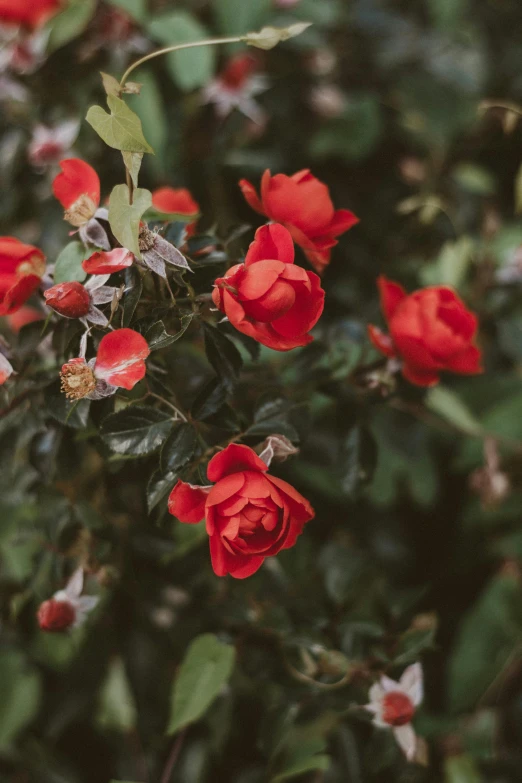 many red roses growing next to each other