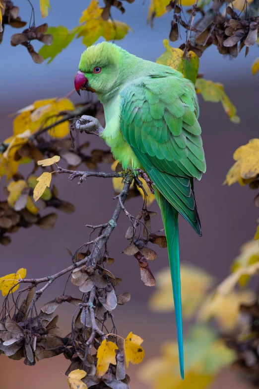 an orange and green bird sitting on top of a tree nch