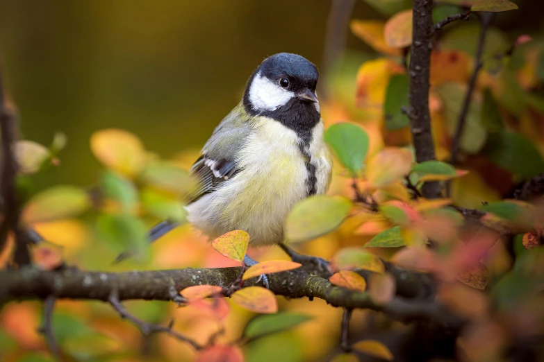 a bird sitting in a tree filled with lots of leaves