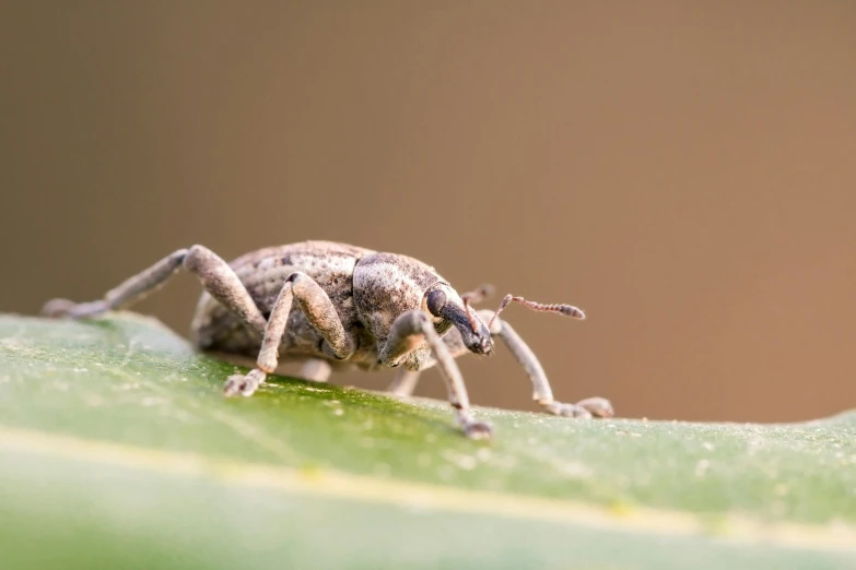 a spider sitting on top of a green leaf