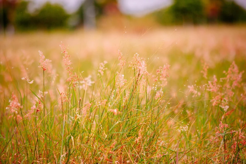 pink flowers growing on top of grass in the forest