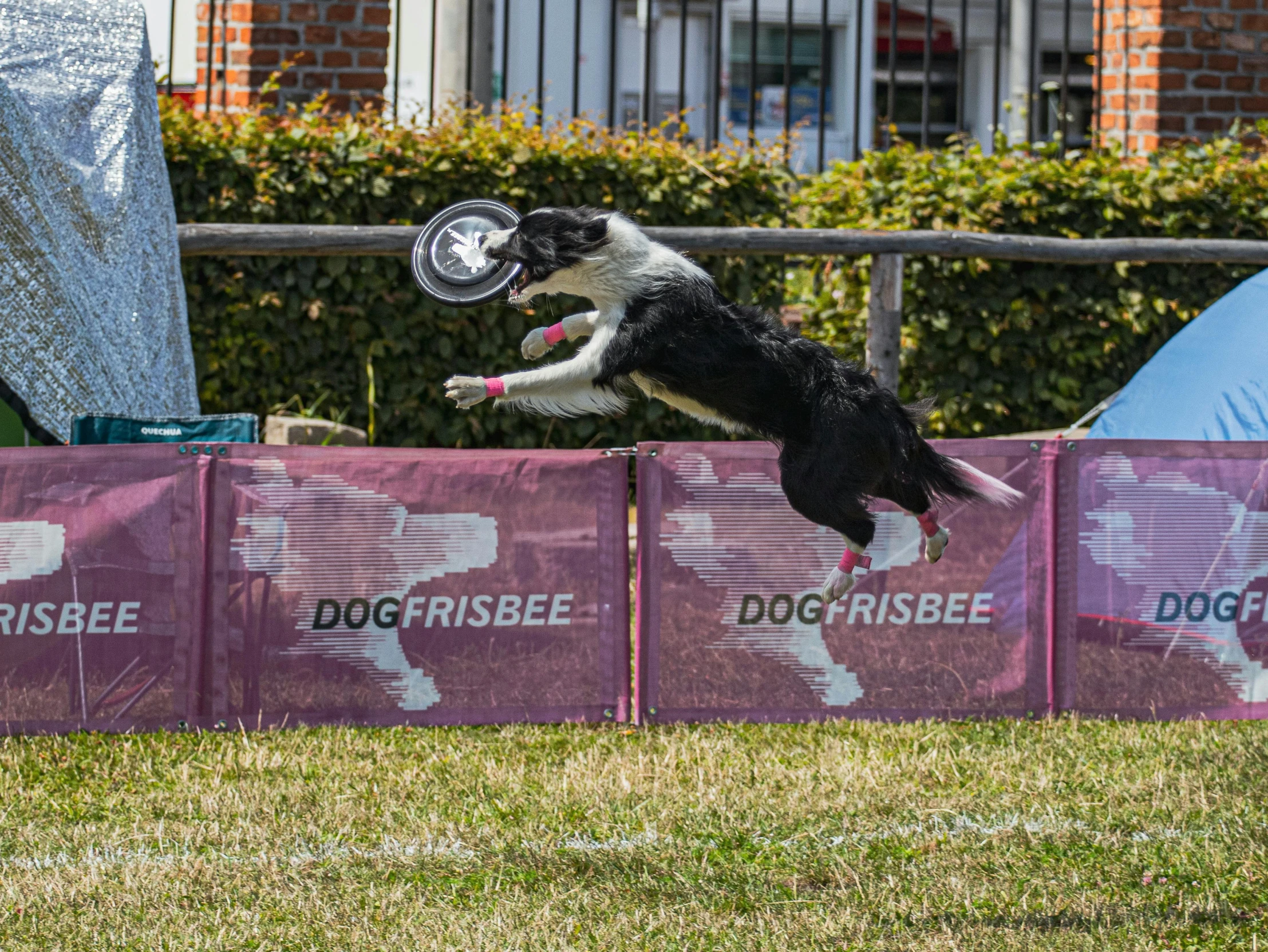 dog jumps into the air to catch a frisbee in his mouth