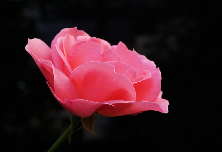 a flower that has a black background