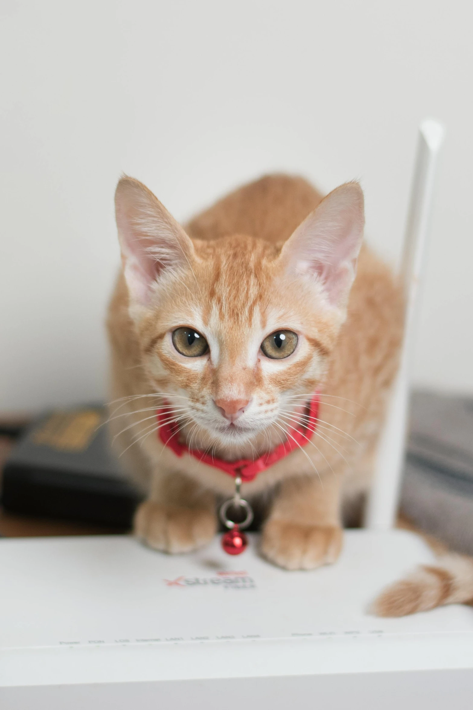 a small orange kitten standing on top of a box