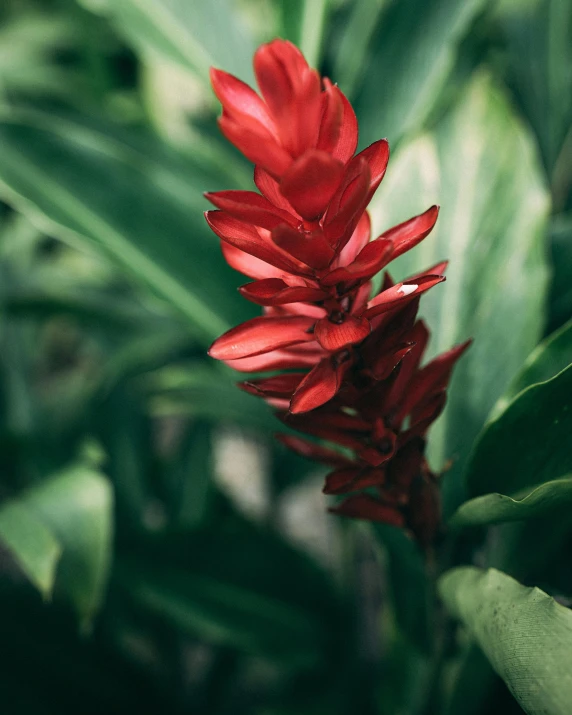 there is an image of the flowers in the garden