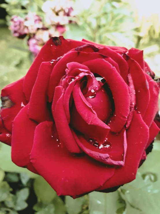a red rose is covered in water and water droplets