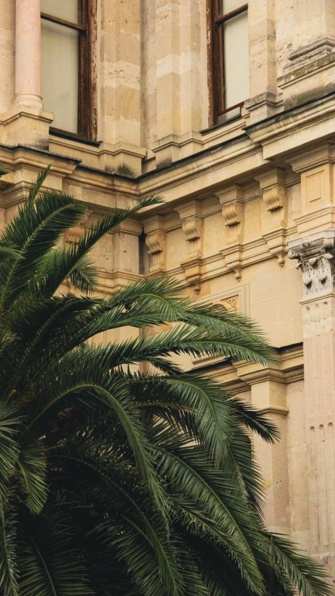 the palm tree outside of a building is tall