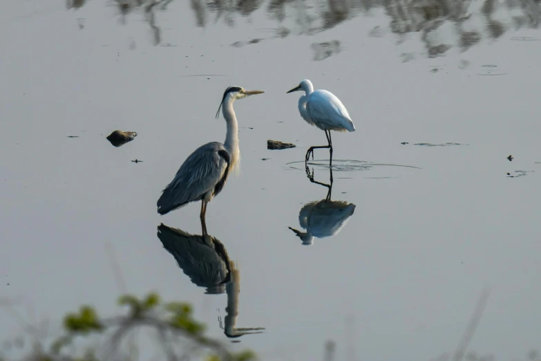 two large birds walk through the water next to each other