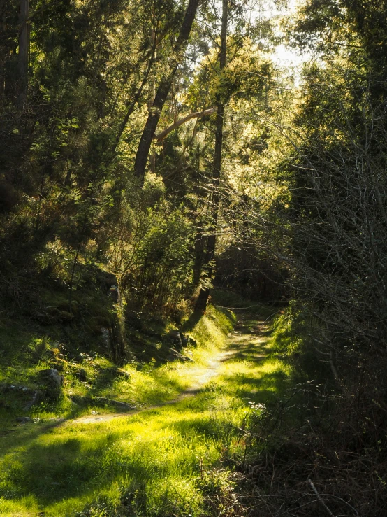 the sun shines in the trees above a grassy trail