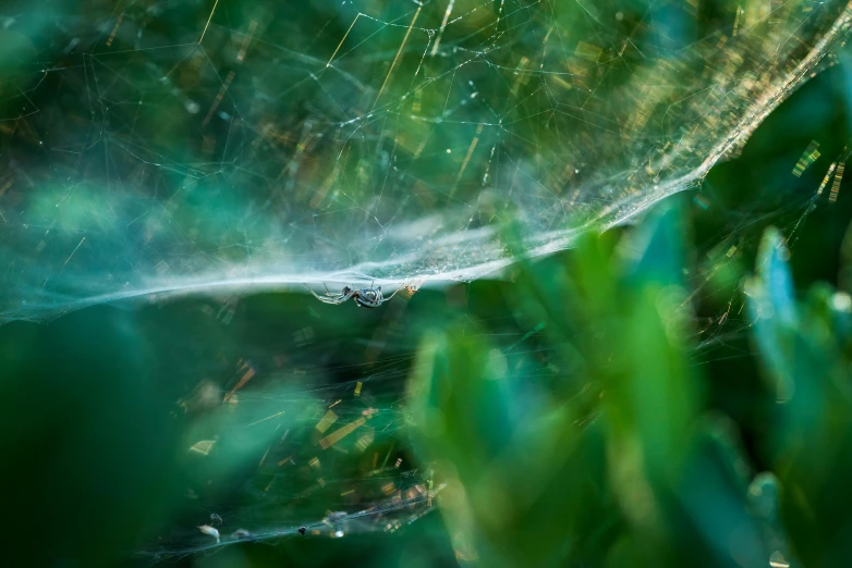 a spider web is spewing water in the air