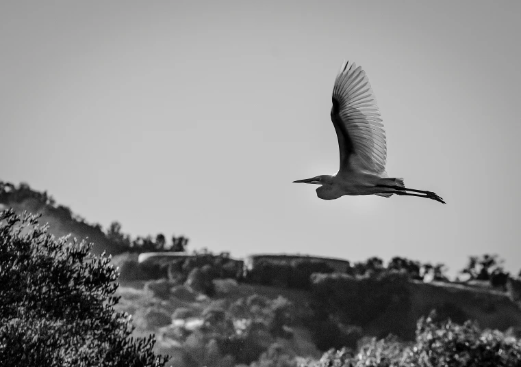 bird flying in the air with its wings outstretched