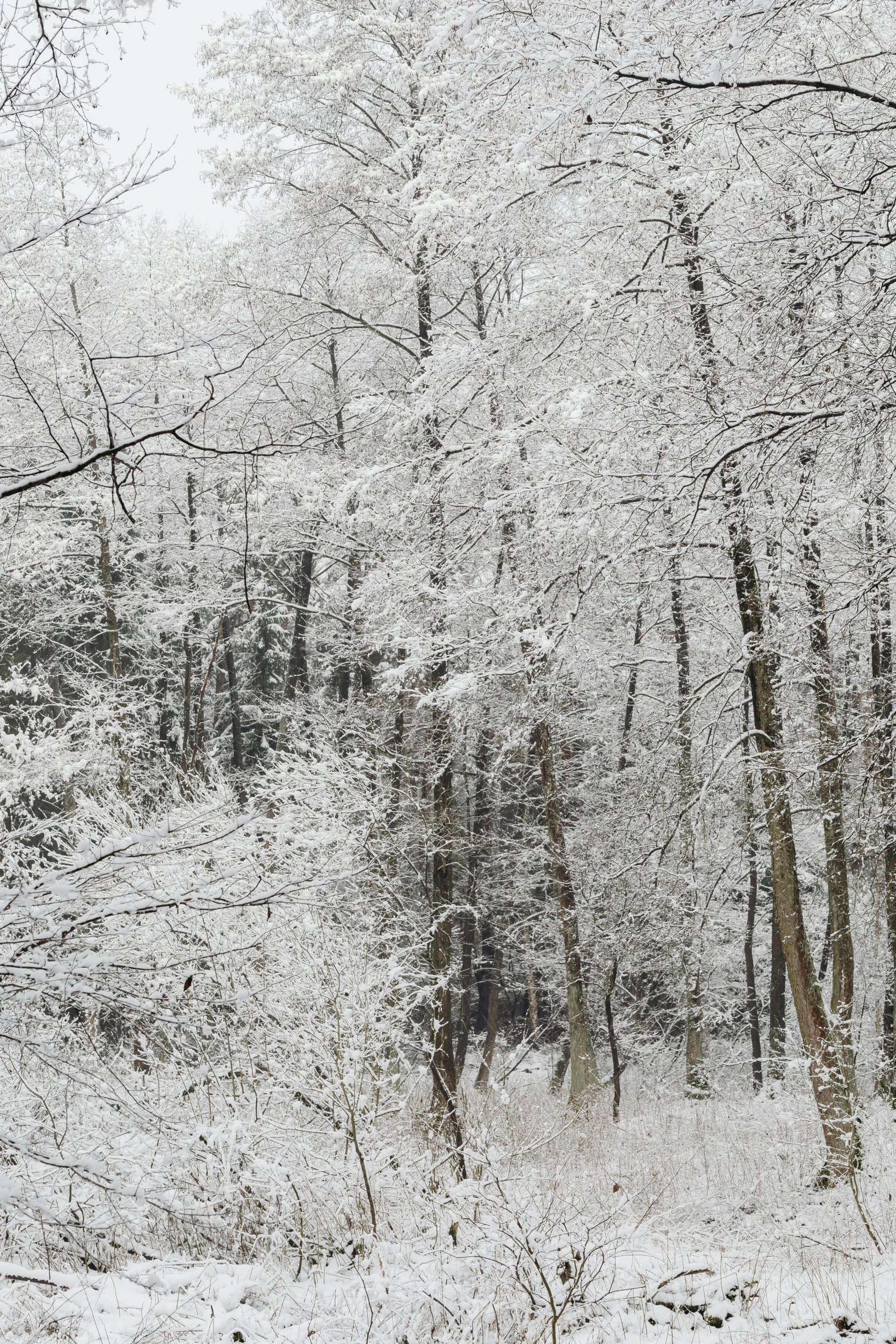 a field covered in snow with trees near by