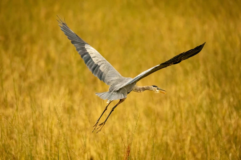 a bird in flight over grassy field during daytime