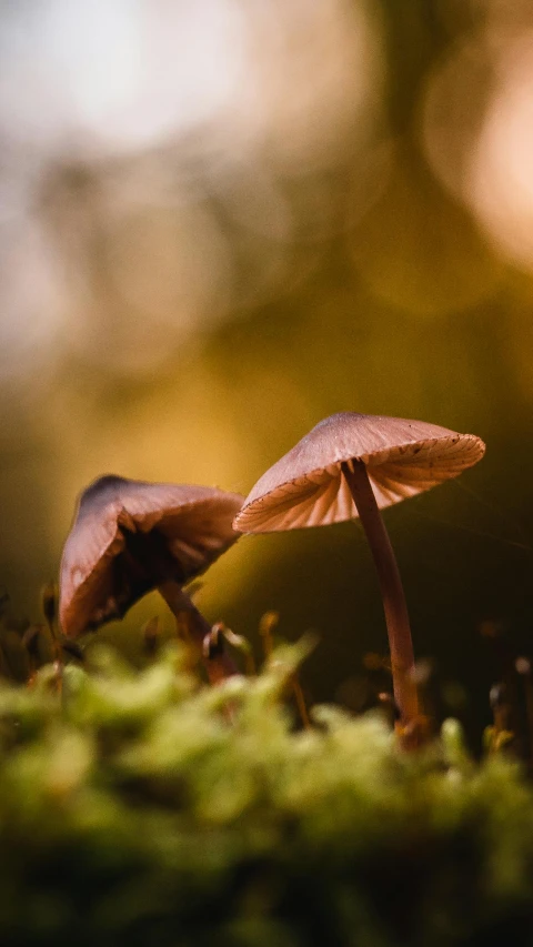 two mushrooms that are growing out of a moss