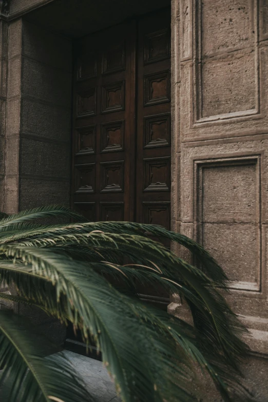 a large green plant near an old wooden door