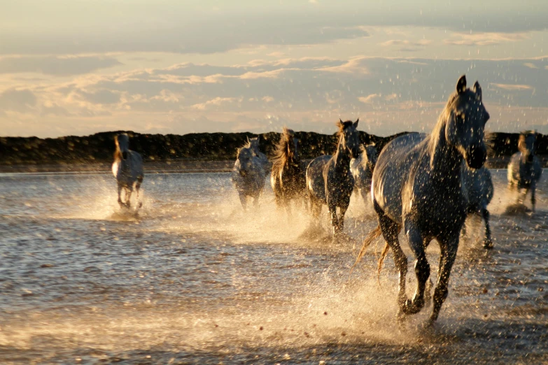 a group of horses running through a lake