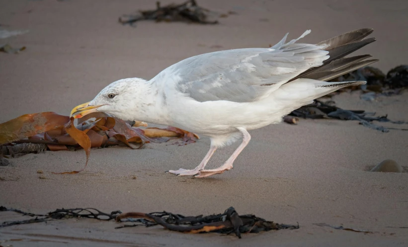 a bird with it's foot on a plastic trash can